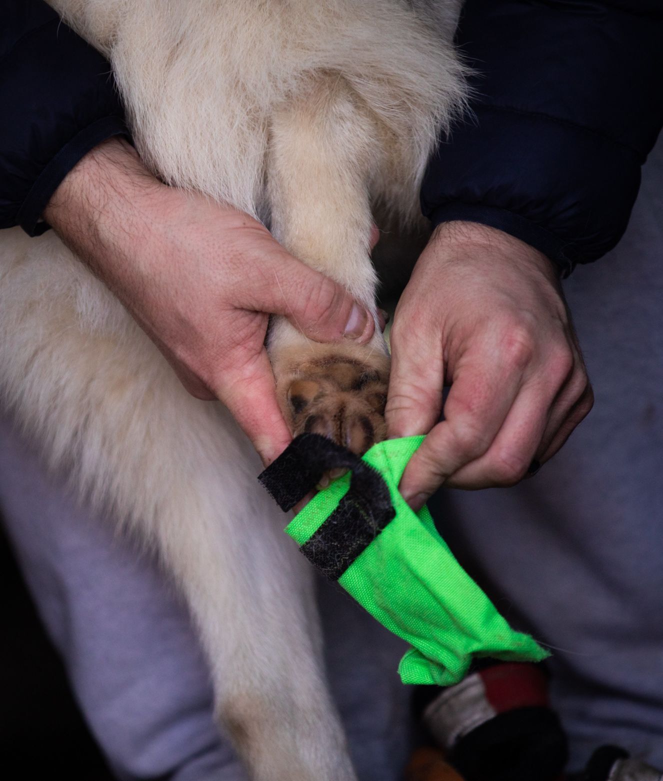 Snow treat for sled dog team